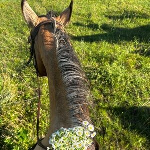 Meet your Posher, Harper